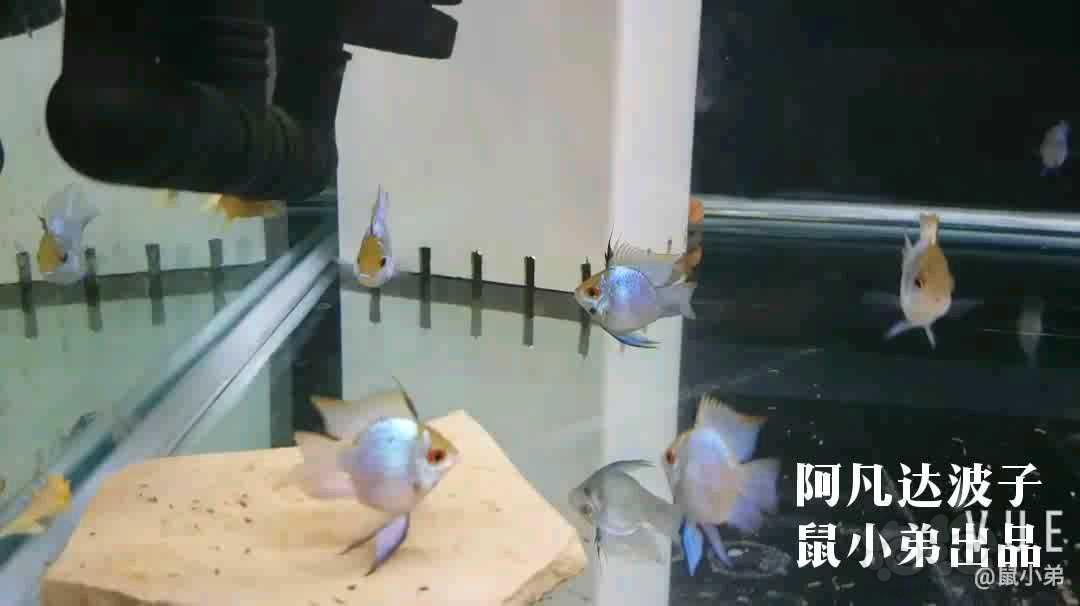 【热带鱼】出阿凡达波子蓝波子短鲷-图1