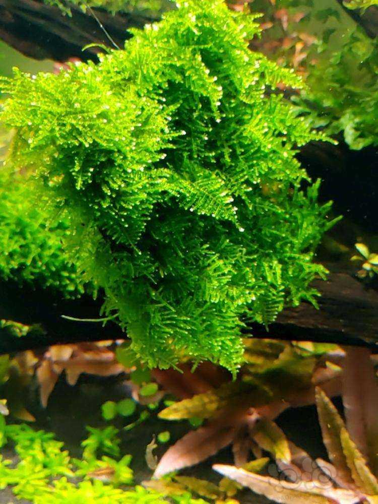 收点小三角莫斯网片