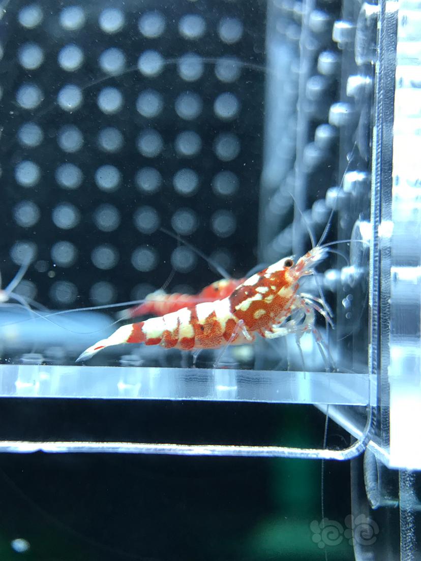 【虾】2019－6－28#RMB拍卖红银河水晶虾11只-图8