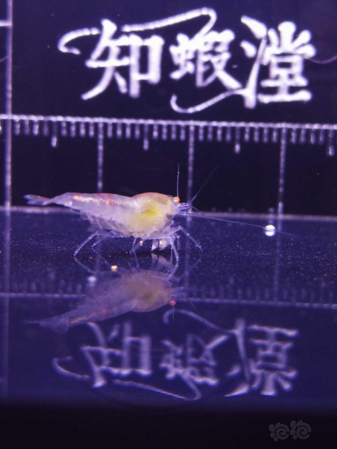 【虾】2019-06-27#RMB拍卖金眼红虎纹水晶虾-图1