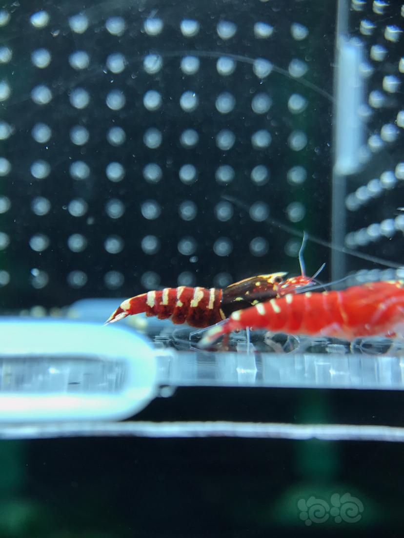 【虾】2019－6－28#RMB拍卖红银河水晶虾11只-图6