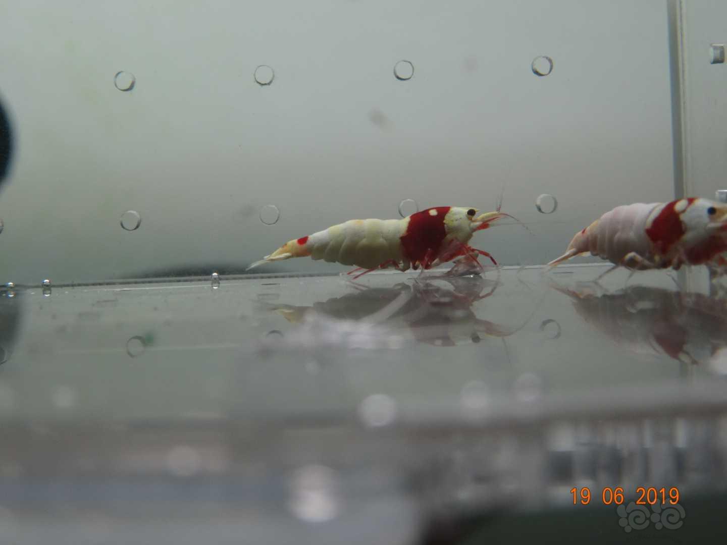 【虾】2019-6-20#RMB拍卖红白母虾2只-图1