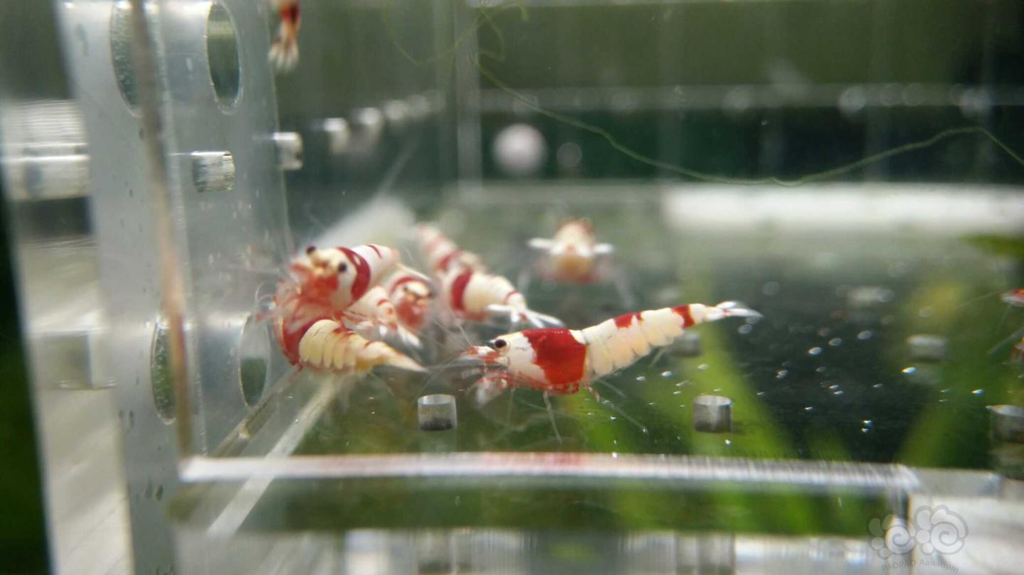【虾】2019-6-7#RMB拍卖红白水晶虾一份30只-图1