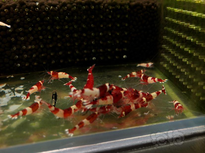 酒红水晶虾品质如图-图4
