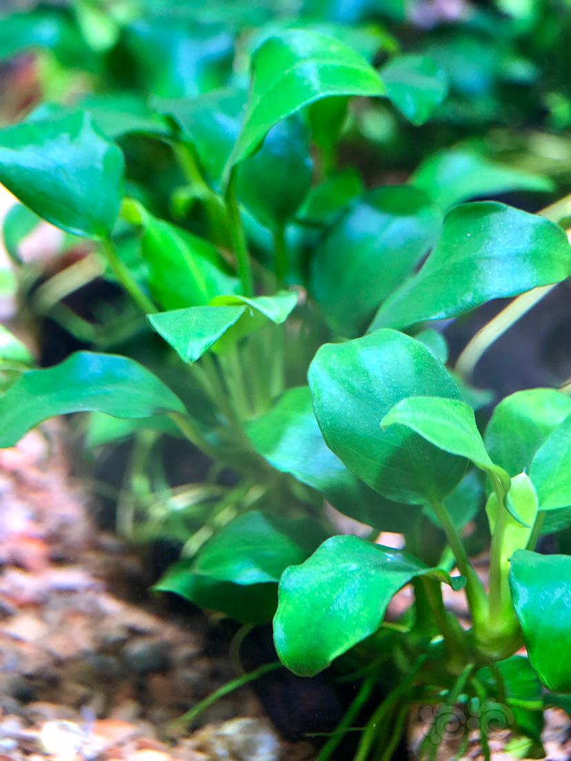 漂亮干净的小水榕才好看