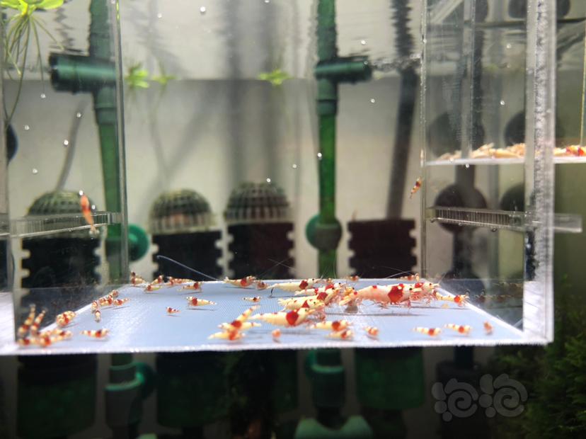 【虾】2019-06-01#RMB红白水晶虾61只-图2