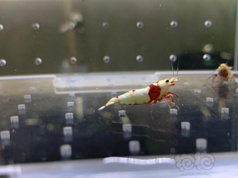 【虾】2019-6-12#RMB拍卖纯血红白水晶虾4只-图6
