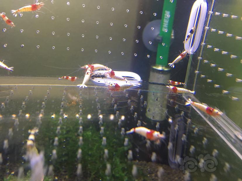 【虾】2019-06-03#人民币拍卖红白水晶虾32只黑白8只-图4