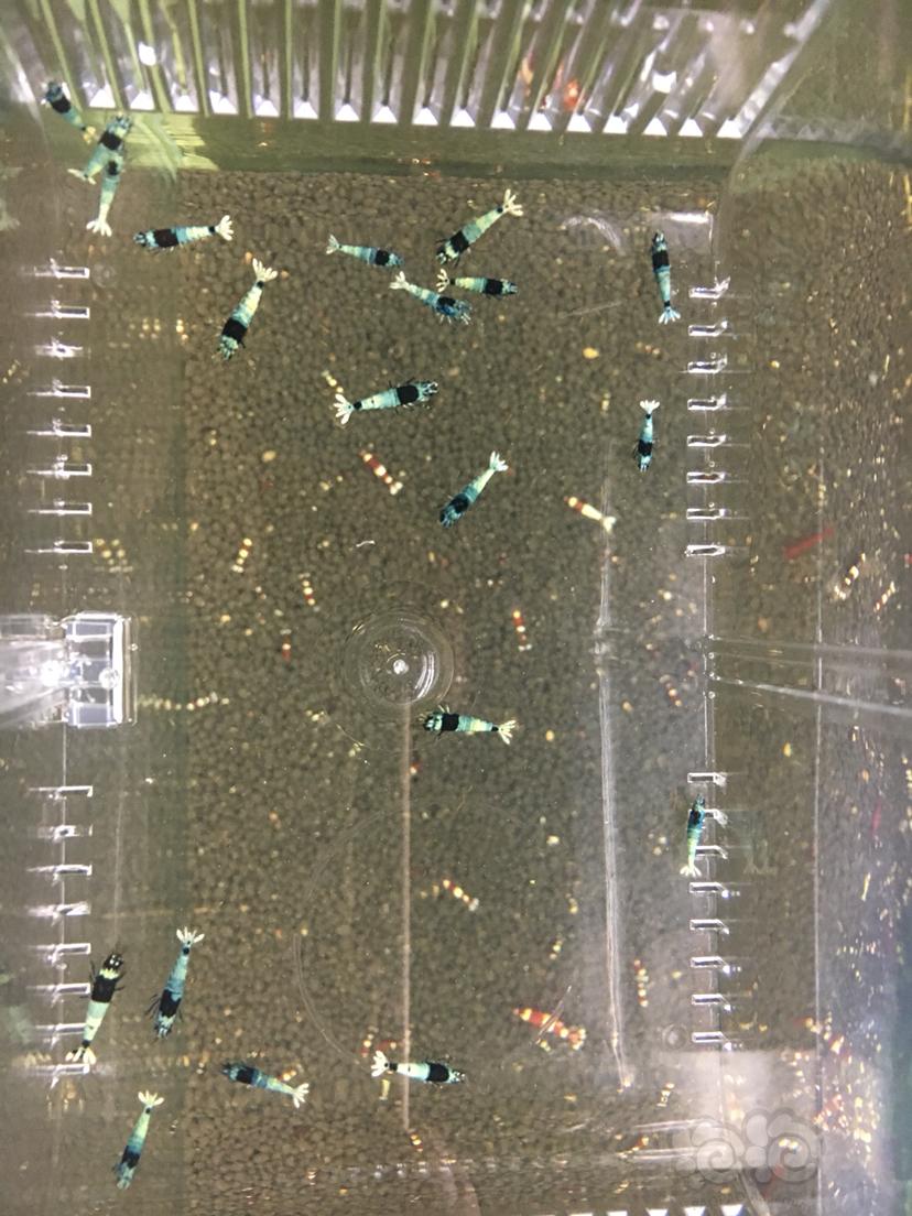 【虾】2019-06-19#RMB拍卖黑金刚蓝化水晶虾小虾20只-图3