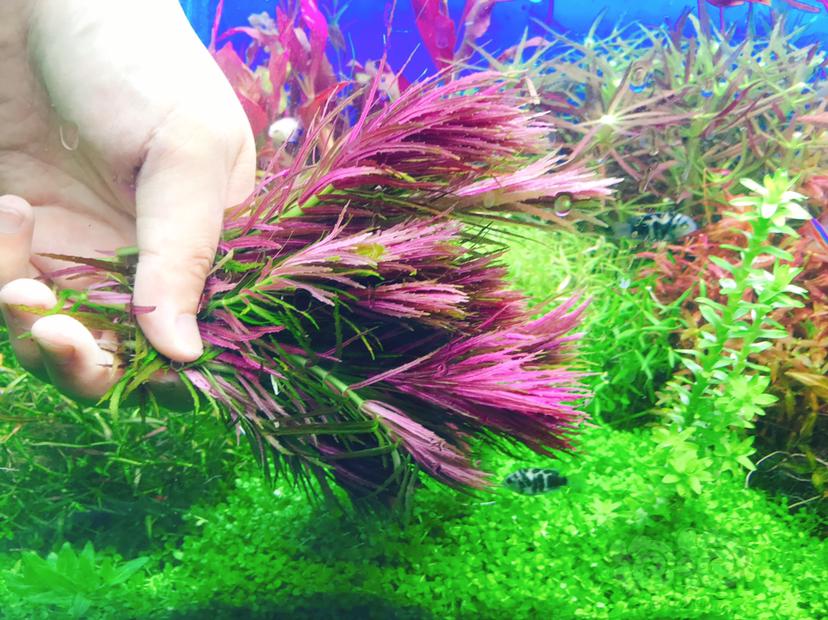 水草交易 紫三角45支打包