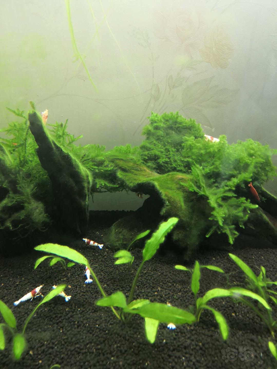 请教虾缸长藻严重怎么破