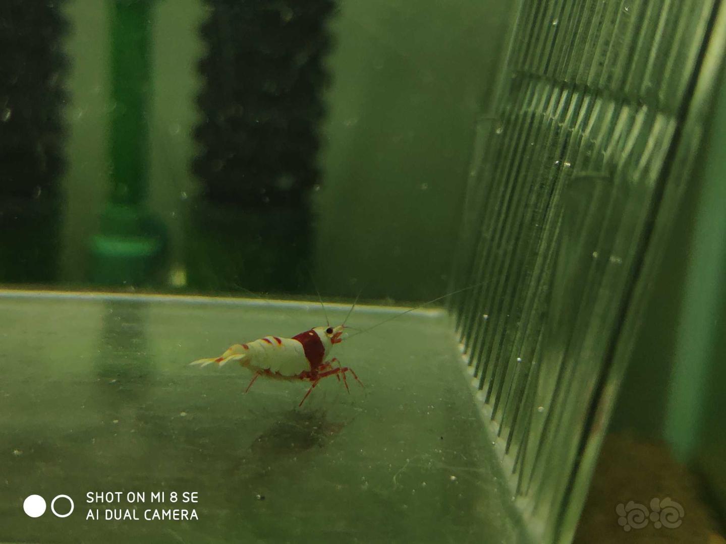 【虾】2019-06-23#RMB拍卖纯血红白系统水晶虾5公5母(1.4-.1.6cm左右新成虾，一-图1