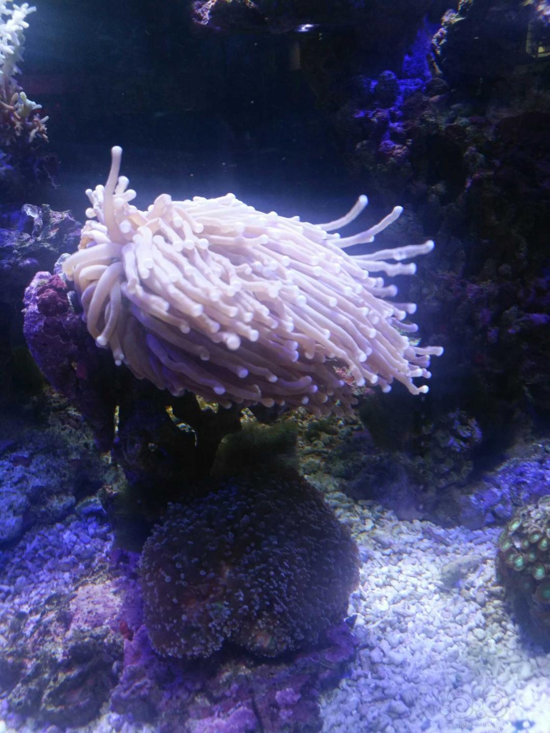 珊瑚也好看😊-图1