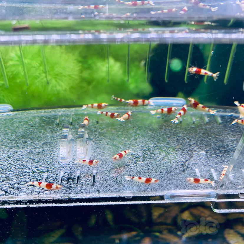 【虾螺】低价出纯血红白水晶虾-图1