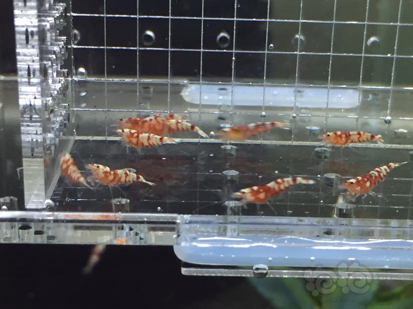 【虾】2019-06-03#RMB拍卖红花虎苗一份10只-图1