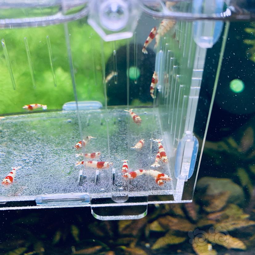【虾螺】低价出纯血红白水晶虾-图2