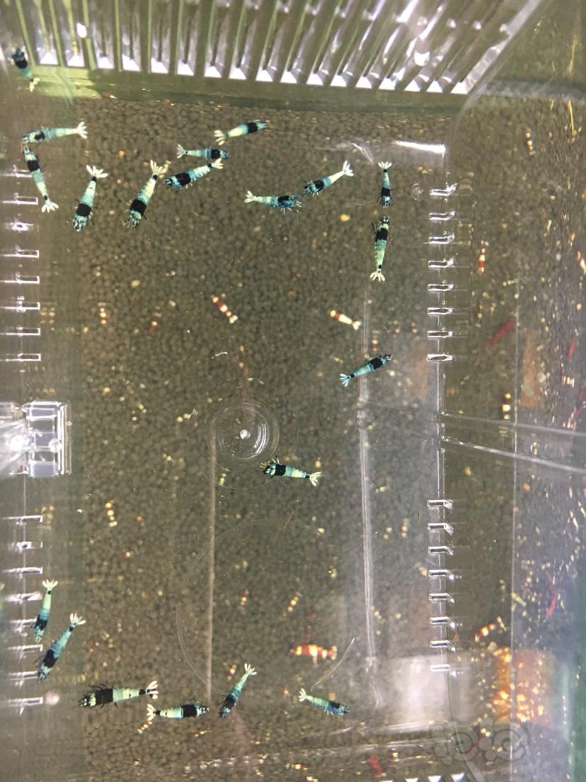 【虾】2019-06-19#RMB拍卖黑金刚蓝化水晶虾小虾20只-图1