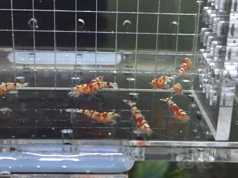 【虾】2019-06-03#RMB拍卖红花虎苗一份10只-图3