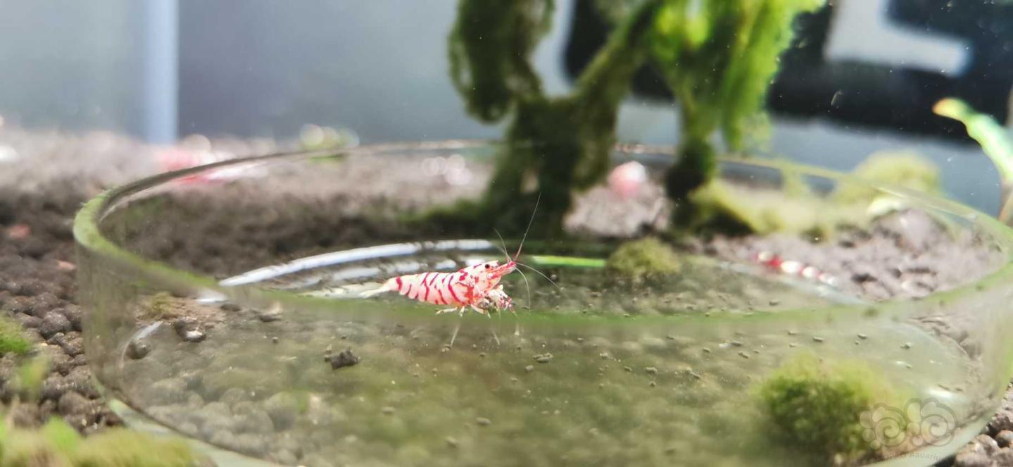 【虾】2019-6-22#RMB拍卖太极花虎火焰公虾一只-图2