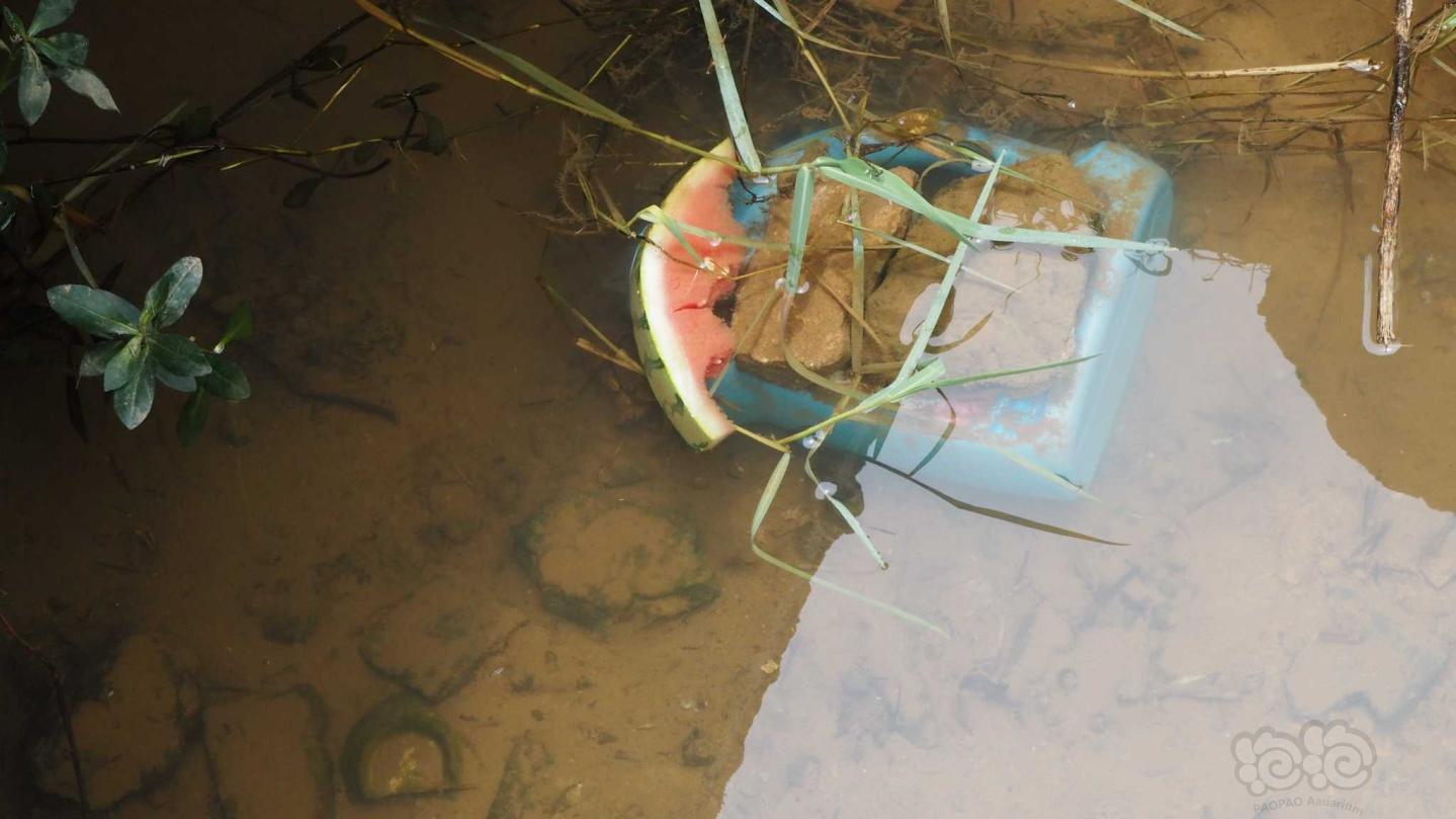 还有好多巨型的螺,这东西吃得多拉的多不想带回去就变成屎缸的还是算