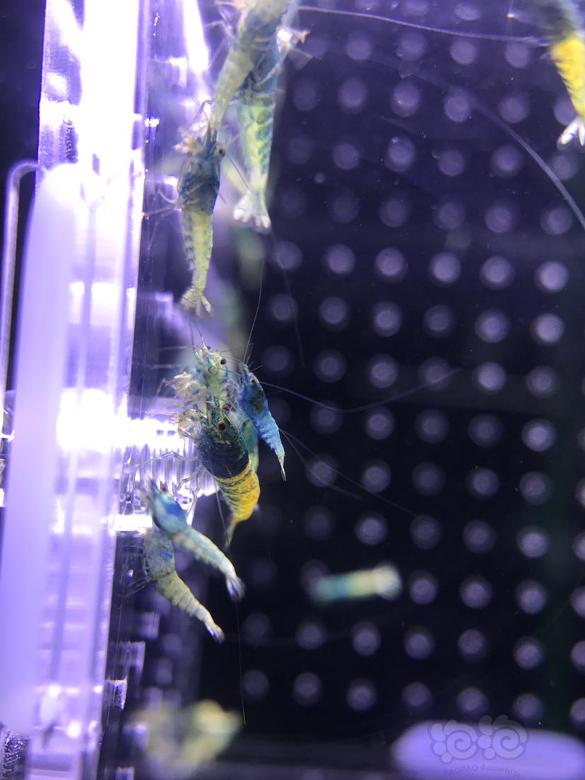 【虾】2019－6－25#RMB拍卖蓝面水晶虾35只-图4