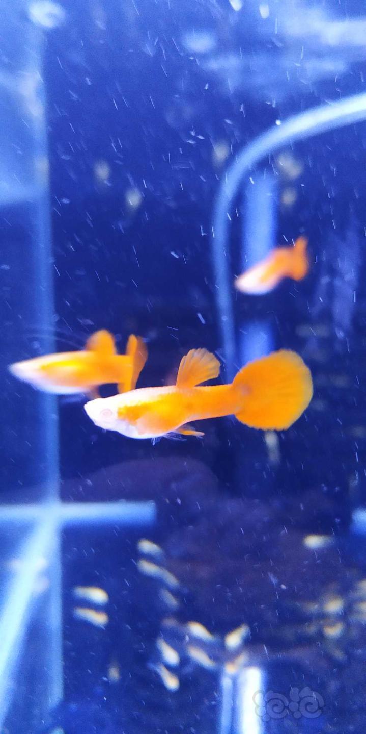 孔雀魚來來看全紅