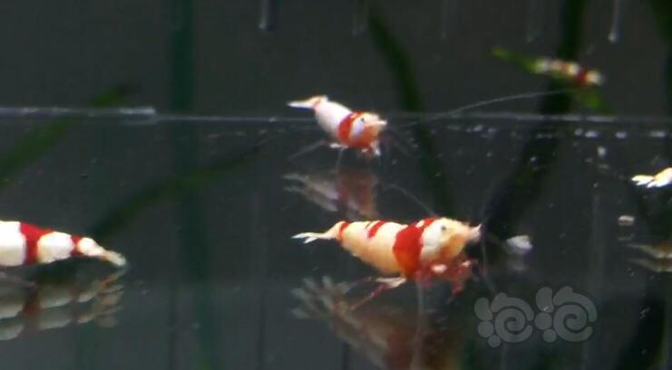 【虾】2019-06-15#RMB拍卖红白四只-1-图3