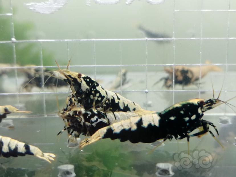 【虾】2019-06-20#RMB拍卖黑色银河鱼骨大蟒🐍一份11只-图2