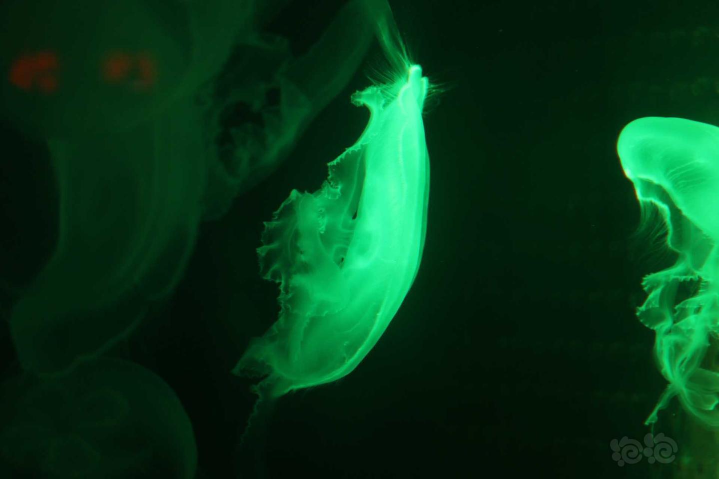 水母的美 随拍-图1