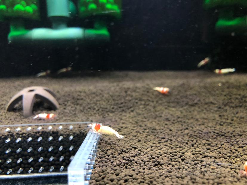 水晶虾的自然寿命是多久呢？-图1
