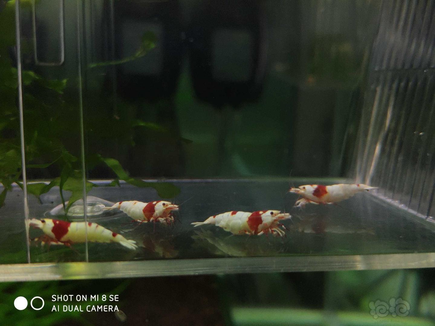 【虾】2019-06-25#RMB拍卖纯血红白系统虾10只-图1