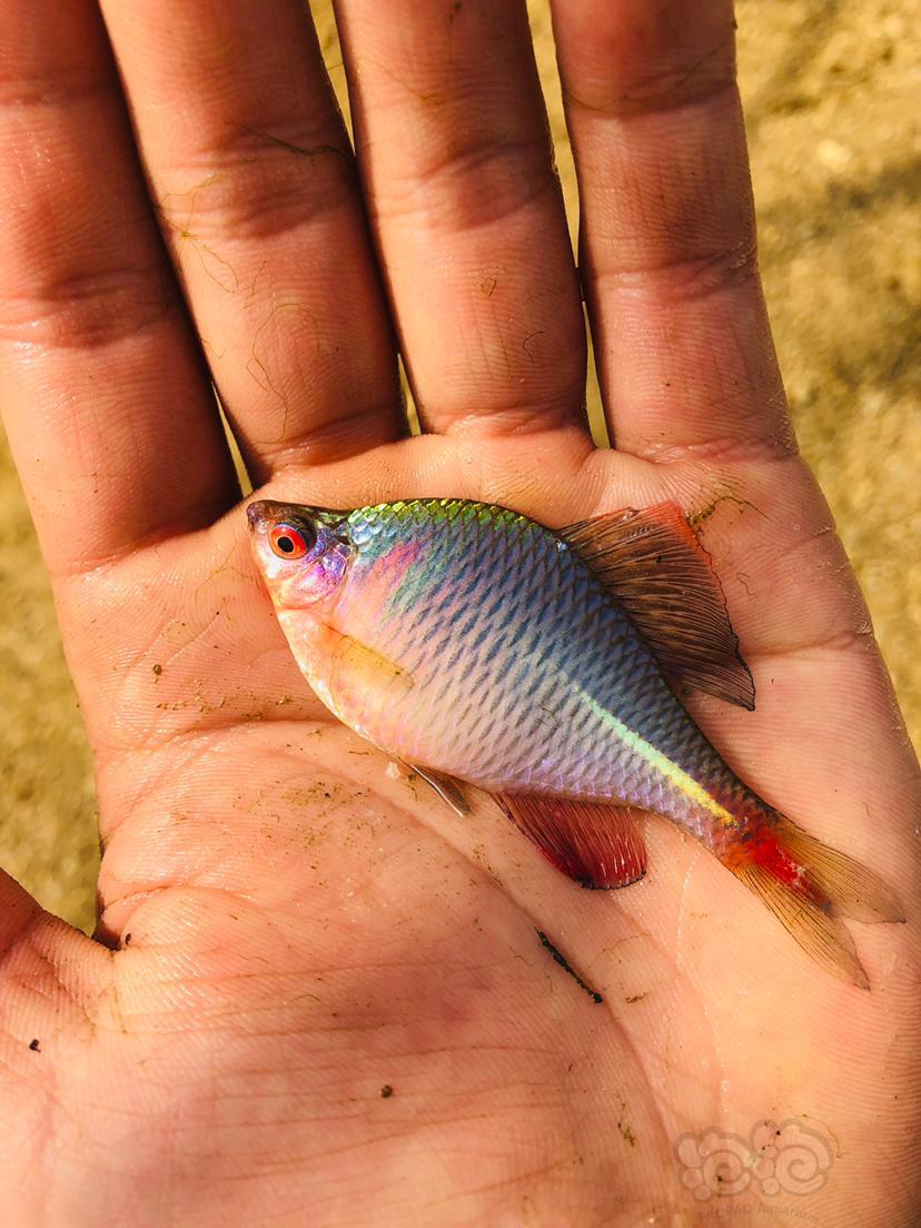 【其它】鳑鲏 原生鱼-图1