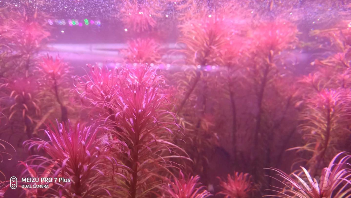 出点水草红太五彩薄荷火焰莫斯