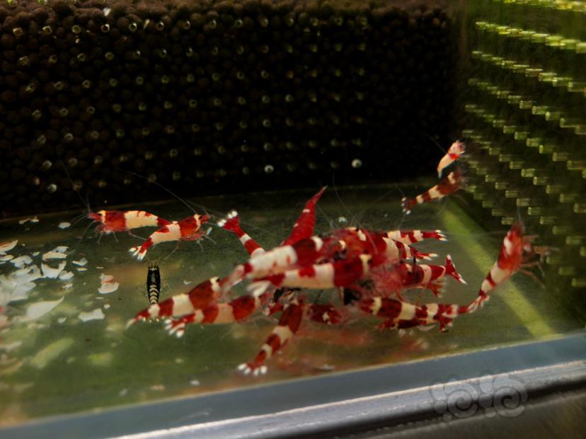 酒红水晶虾品质如图-图3