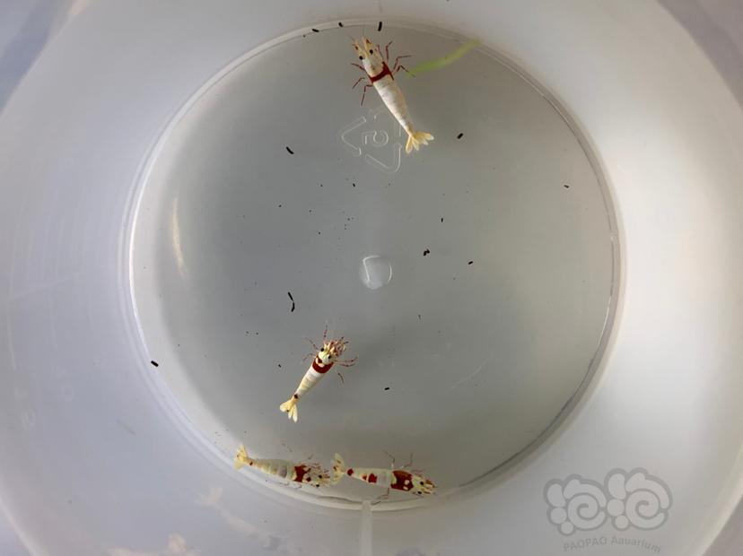 【虾】2019-6-16#RMB拍卖纯血红白水晶虾-图1