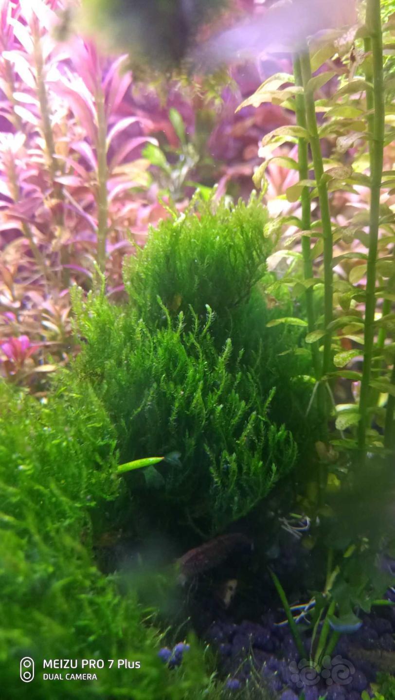 出点水草红太五彩薄荷火焰莫斯