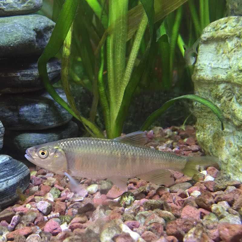 【国内原生鱼】今年第一次野采宽鳍鱲