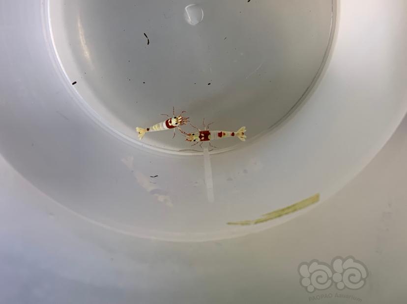 【虾】2019-6-16#RMB拍卖纯血红白水晶虾-图2