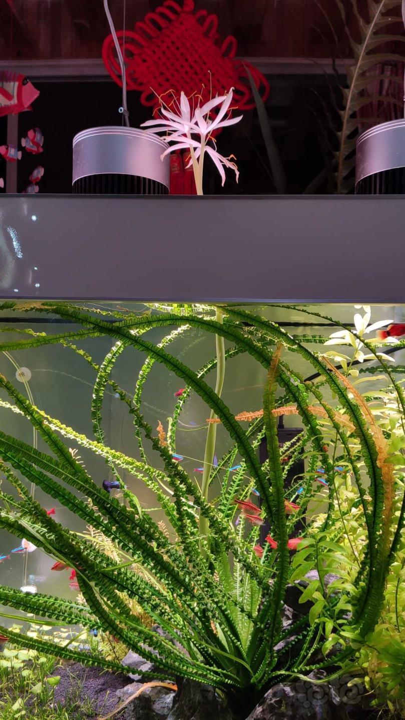 第三次来嘚瑟我的小龙鞭又开花花了