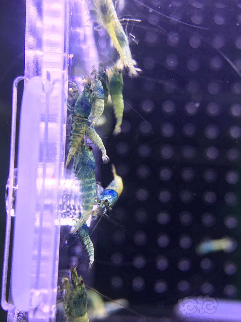 【虾】2019－6－25#RMB拍卖蓝面水晶虾35只-图2