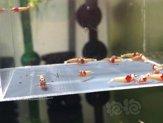 【虾】2019-6-13＃RMB拍卖红白白驱水晶虾21只-图2