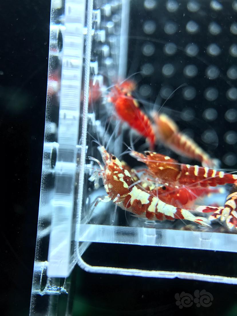 【虾】2019－6－28#RMB拍卖红银河水晶虾11只-图9