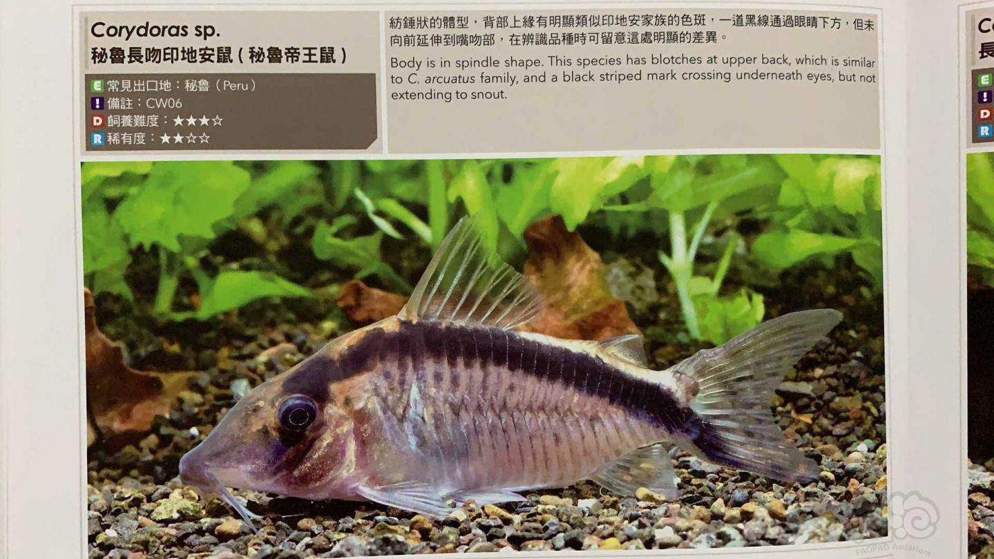 【热带鱼】出售秘鲁帝王鼠-图2