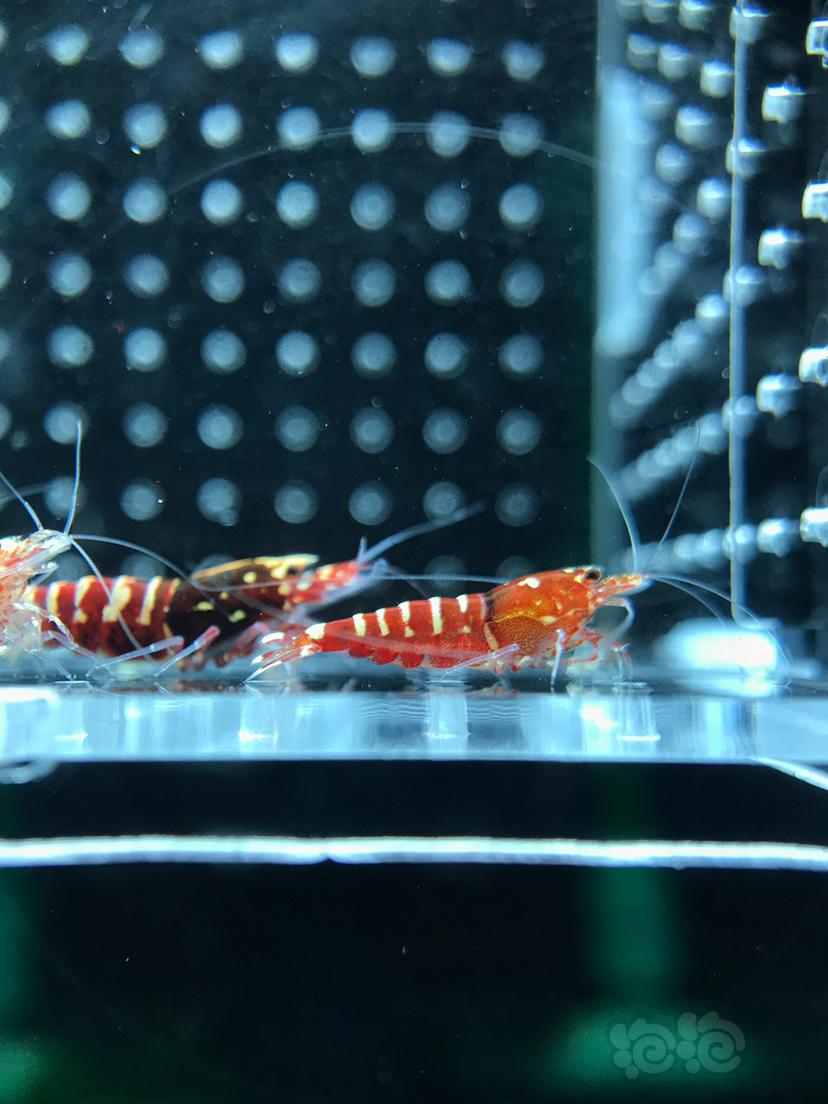 【虾】2019－6－28#RMB拍卖红银河水晶虾11只-图5