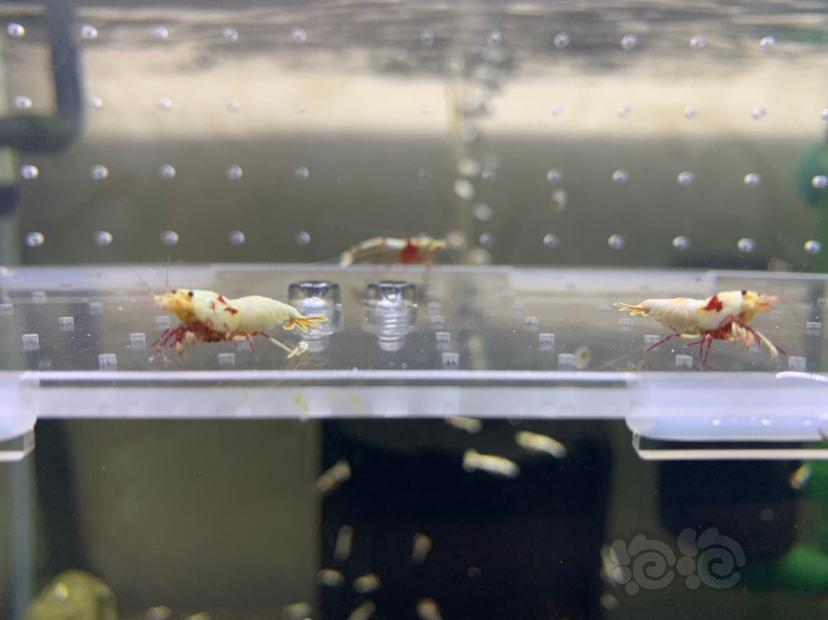 【虾】2019-6-12#RMB拍卖纯血红白水晶虾4只-图5