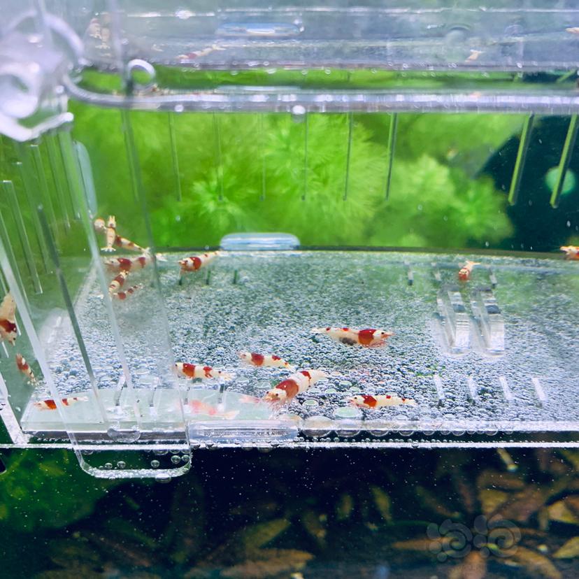 【虾螺】低价出纯血红白水晶虾-图4