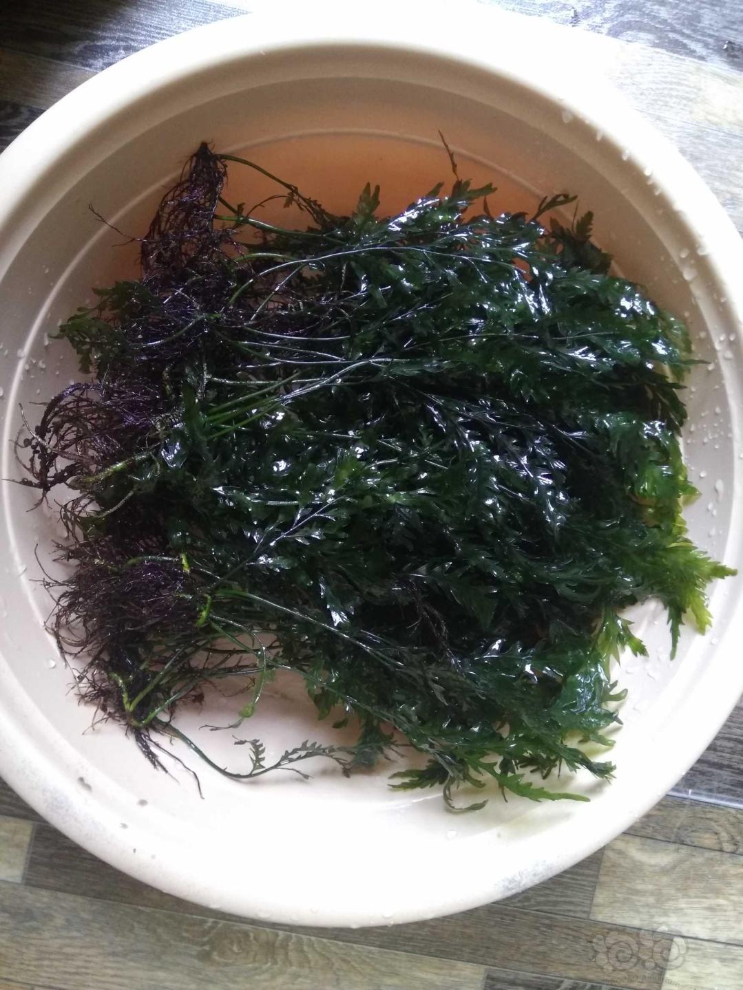 【用品】2019-6-27#RMB拍买黑木蕨一丛-图1