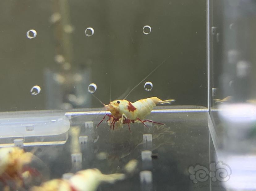 【虾】2019-6-12#RMB拍卖纯血红白水晶虾4只-图7