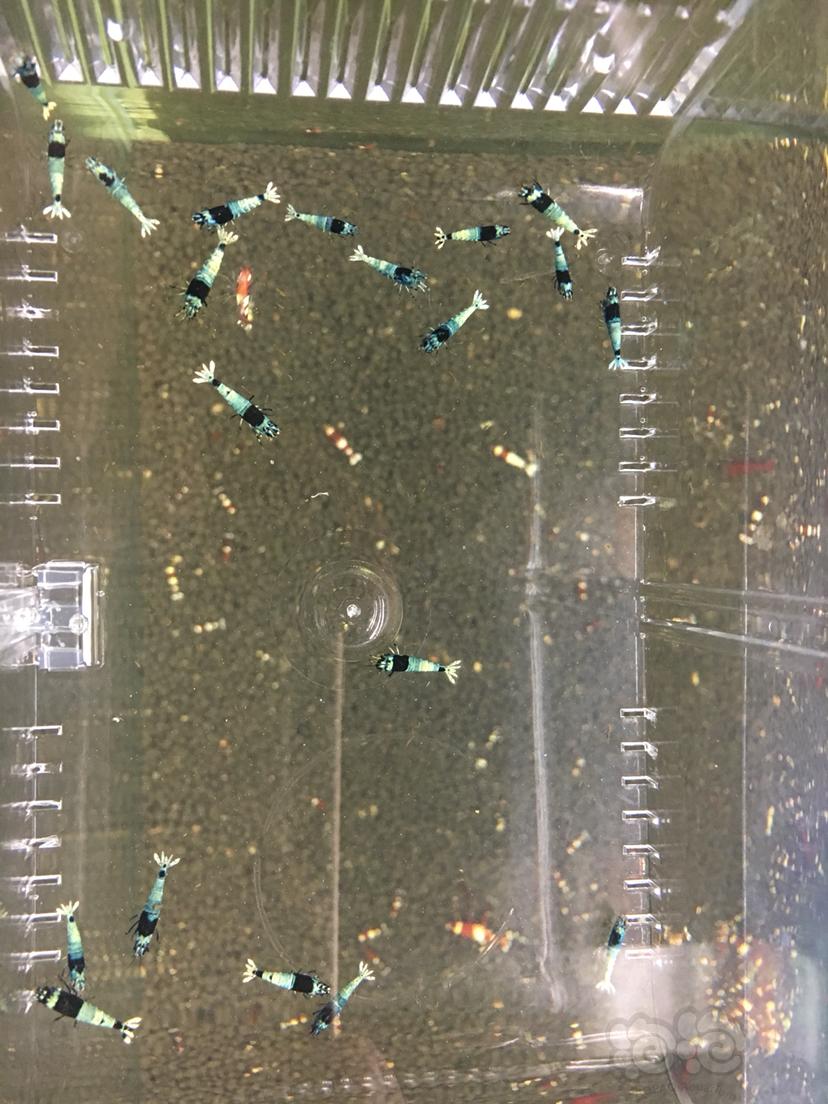 【虾】2019-06-19#RMB拍卖黑金刚蓝化水晶虾小虾20只-图2