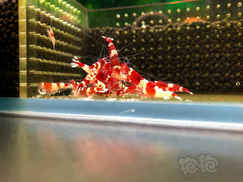 酒红水晶虾品质如图-图1